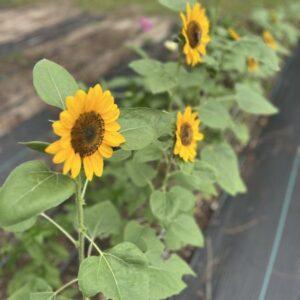 Sunflower Wholesale
