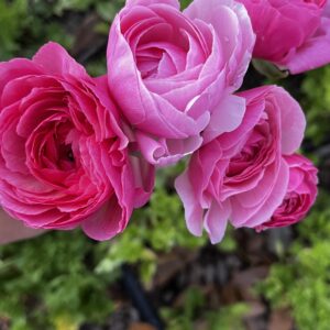 Florist Test