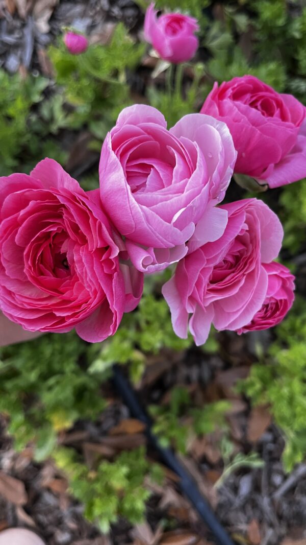Florist Test