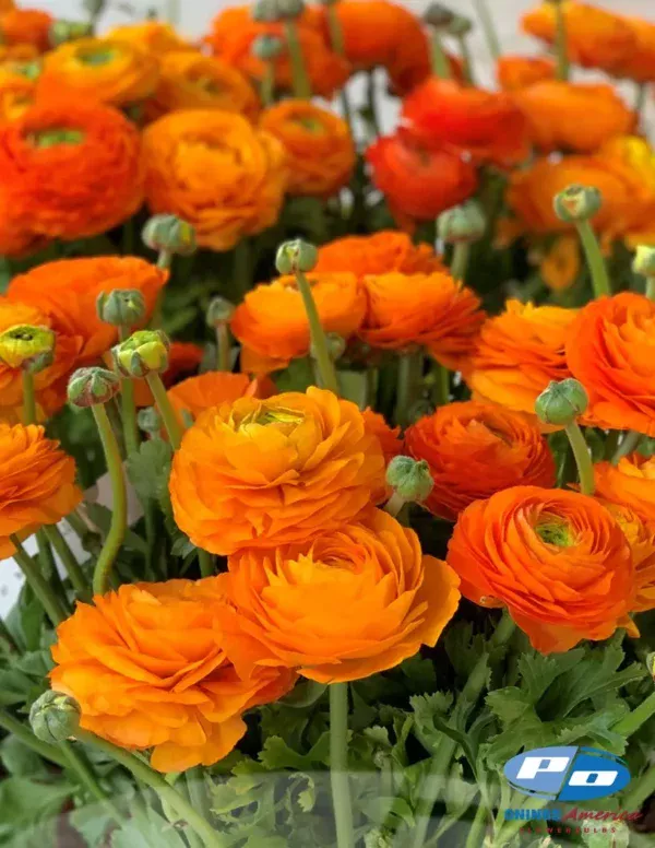 Elegance Clemetine Ranunculus