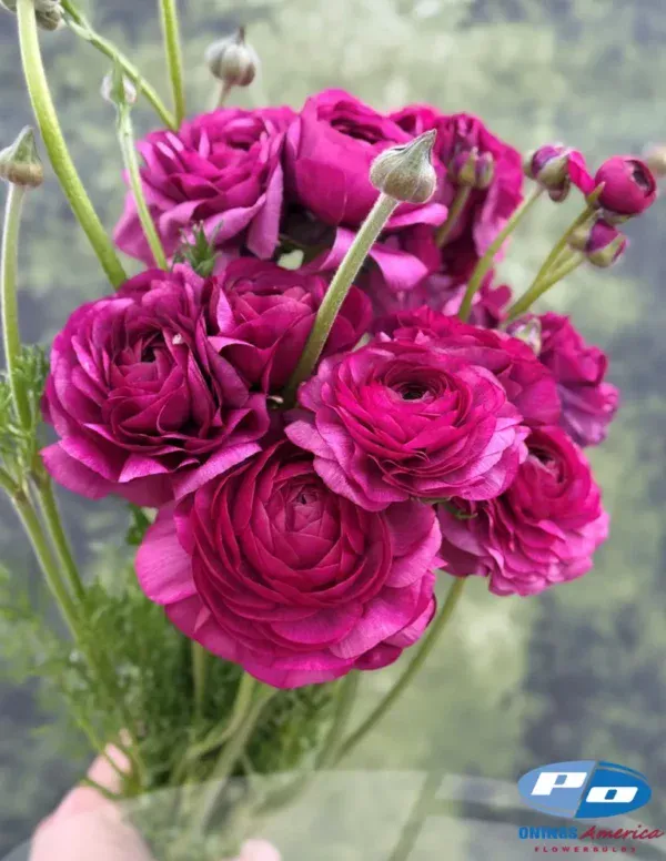 Elegance Malva Ranunculus