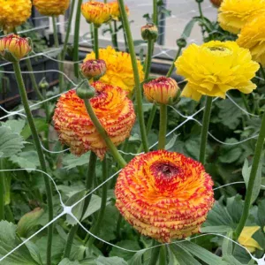 Ranunculus Elegance 5 Pack