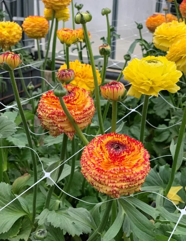 Ranunculus Elegance 5 Pack