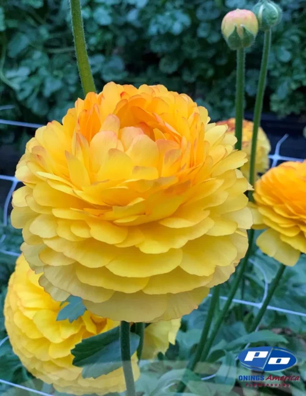 Ranunculus Elegance 5 Pack - Image 5