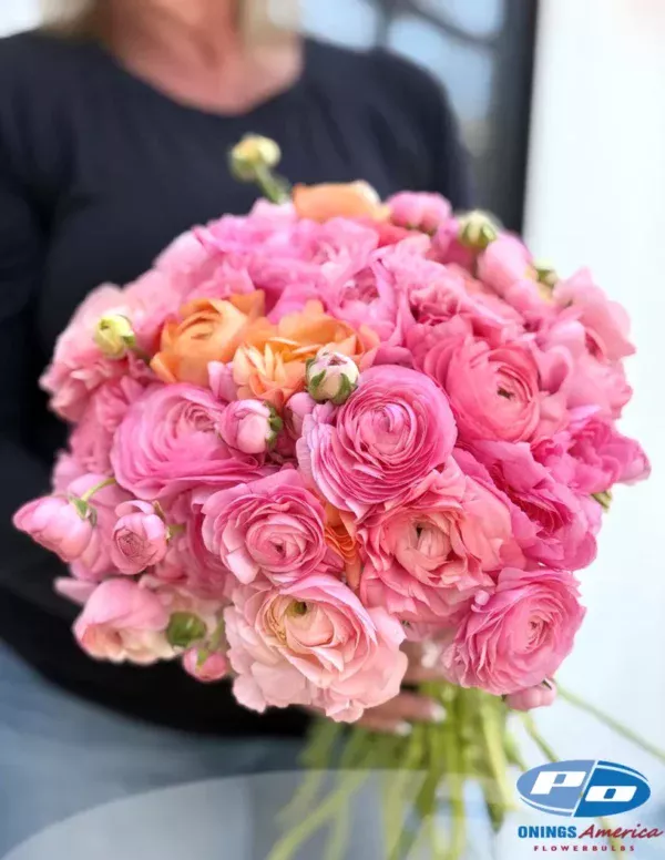 Elegance Pastello Ranunculus