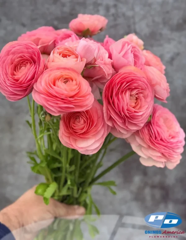 Elegance Salmone Ranunculus