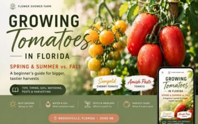 Growing Tomatoes in Florida